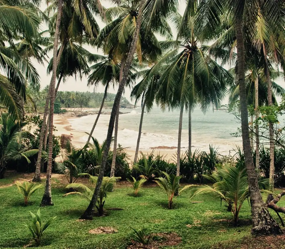 Coastal land with palm trees